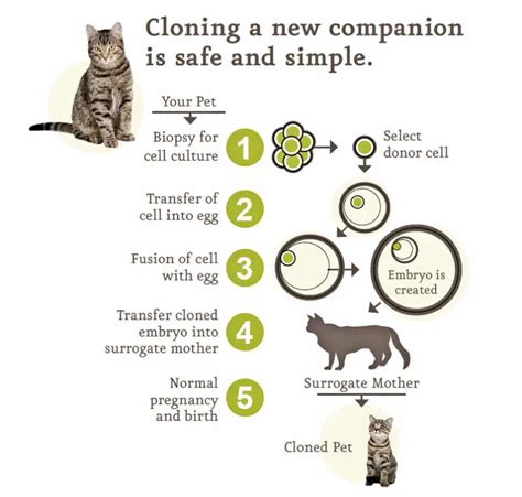 Cloning your cat