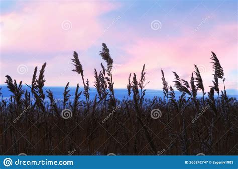 Tall Grass in a Field at Sunset Stock Image - Image of nature, sunrise: 265242747