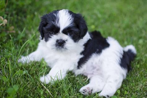 Black And White Shih Tzu – Rare Shih Tzu Colors Explained