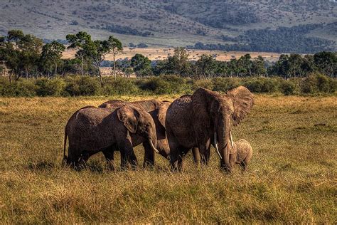 Buffalo Springs National Reserve | Kenya Wildlife Safari Destinations