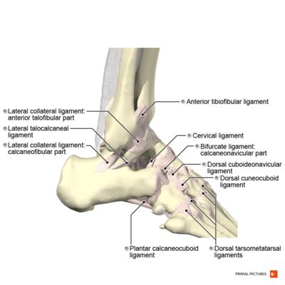 Basic Foot and Ankle Anatomy - Bones and Ligaments - Physiopedia