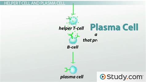 B Cells | Definition, Function & Types - Lesson | Study.com