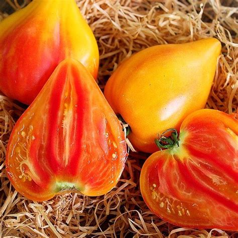 oxheart_striped_tomatologue Tomato, Striped, Vegetables, Food, Law, Plants, Essen, Vegetable ...