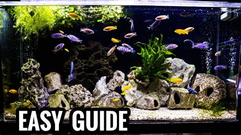 African Cichlid Tank Decoration Ideas | Shelly Lighting