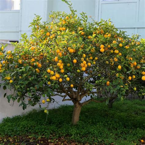 Meyer Lemon Trees for Sale | Plants Express