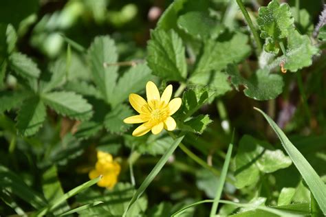 Lesser Celandine - Friends of Heene Cemetery