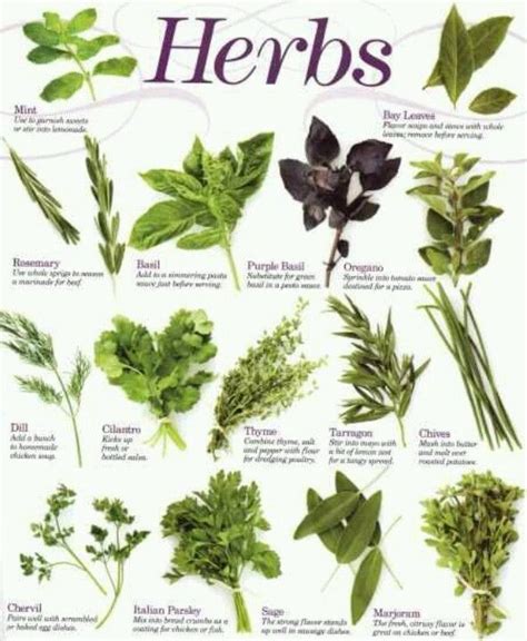 52 best Mexican Herbs images on Pinterest | Mexican, Mexicans and Medicinal plants