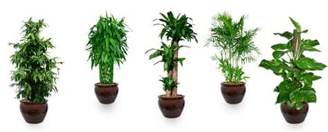 Air Purifying Plants: Top 10 Air-Purifying Plants To Improve The Feng Shui Of Your Home Or Office