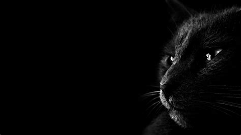 Cat Dark Wallpaper - Best Wallpaper HD | Black cat images, Black hd wallpaper, Black wallpaper