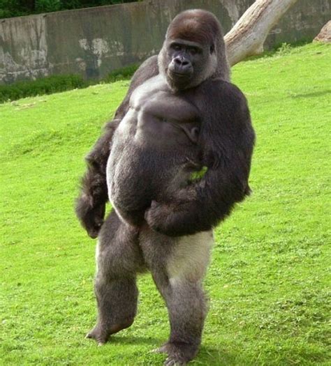 Gorilla Walking On Two Legs - XciteFun.net