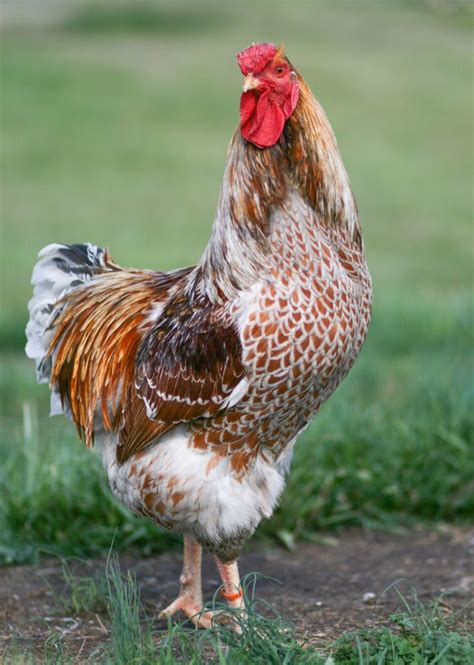 Blue Laced Red Wyandotte | Blue laced red wyandotte, Chicken breeds ...