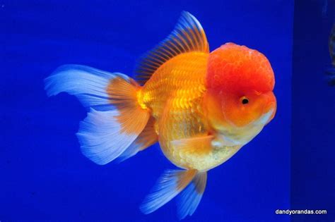 Red Oranda - DandyOrandas.com | Oranda goldfish, Goldfish, Aquarium fish