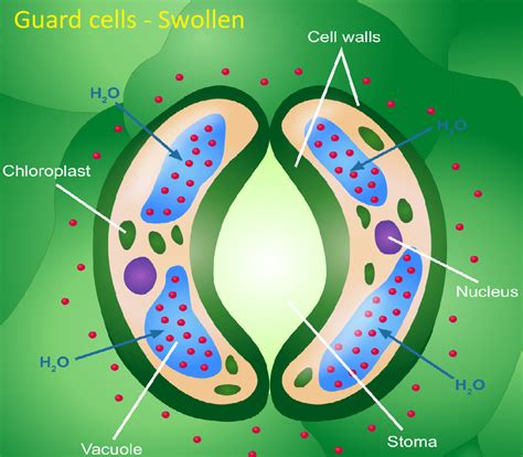 What are guard cells? Explain their role in regulating transpiration