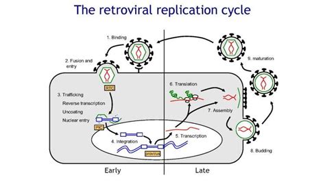 Retrovirus Life Cycle