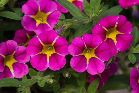 Million Bells Hanging Basket Plants x 3. Calibrachoa