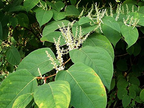 Japanese Knotweed or Fallopia Japonica Uses, Benefits, Side Effects