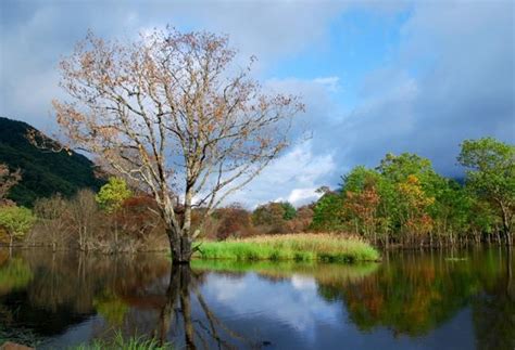 Shennongjia Yichang, Shennongjia Nature Reserve