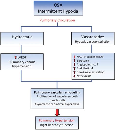 Table 1 from Pulmonary Hypertension in Obstructive Sleep Apnea: Is It ...