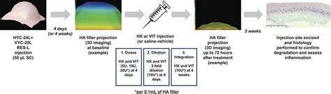 In Vivo Degradation of Crosslinked Hyaluronic Acid Fillers b... : Dermatologic Surgery