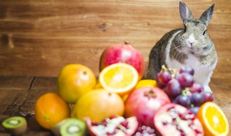 What Fruits Can Rabbits Eat? And The Things You Should Know