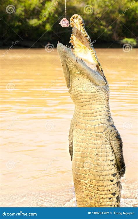 Jumping Crocodile on Adelaide River Stock Photo - Image of attraction ...