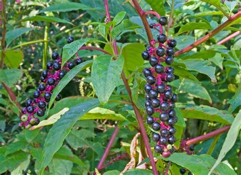 Side Effects of Phytolacca Berry | Livestrong.com