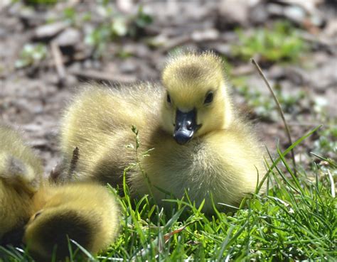 2307e2 glowing fluff **Explore** | Canada gosling soaking up… | Flickr