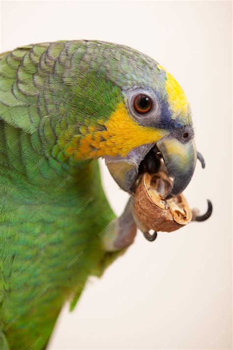 Premium Photo | Amazon green parrot eating a nut walnut close up