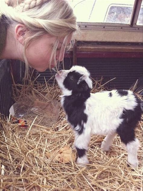 The 34 Cutest Baby Pygmy Goats On The Internet! by Pioneer Settler at ...