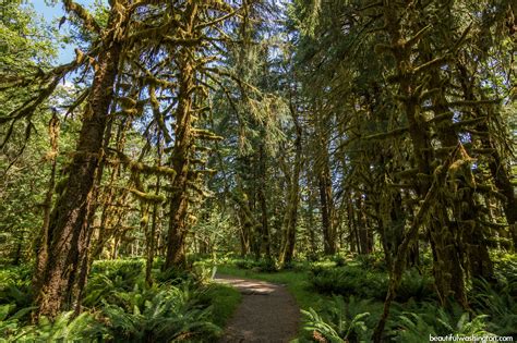 Hoh Rain Forest, hiking at the Olympic National Park, WA