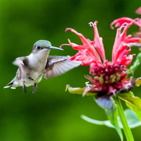 8 Flowers That Attract Hummingbirds | Taste of Home