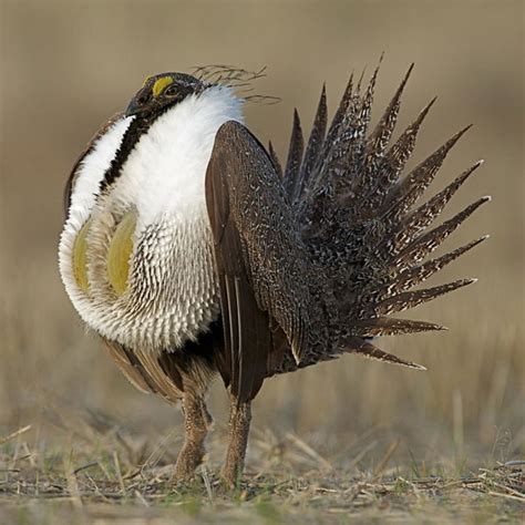 Greater Sage-Grouse Habitat Exchange | Environmental Defense Fund