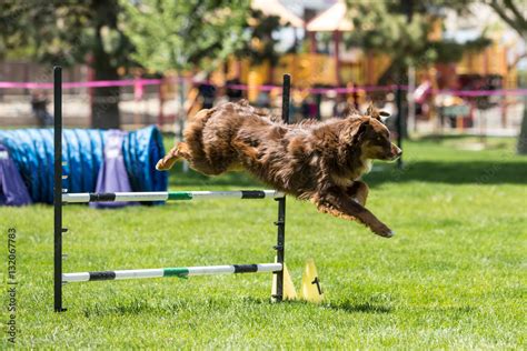 Dog in an agility competition set up in a green grassy park Stock Photo | Adobe Stock