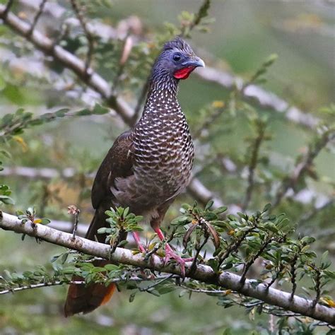 Speckled Chachalaca - BirdForum Opus | BirdForum