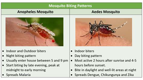 What is the Difference between Mosquito And Dengue? Unveiled