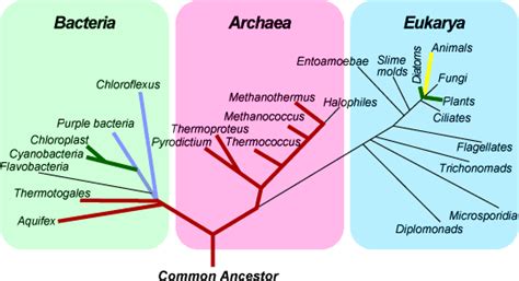 Classification Systems - Thermophiles