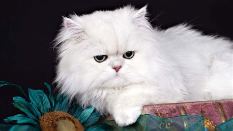 Persian Cats For Sale Washington State | giant mainecoon cats ny