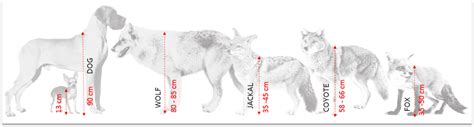 Difference Between Dog, Wolf, Jackal, Coyote and Fox | HubPages