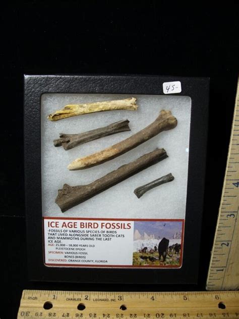 Ice Age Bird Fossils (040822r) - The Stones & Bones Collection
