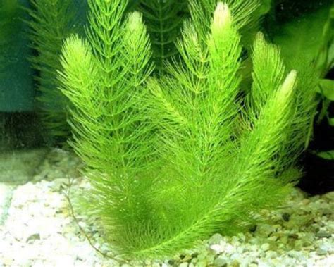 Hornwort (Ceratophyllum Demersum) Aquarium or Pond Plant – Guppy Grass