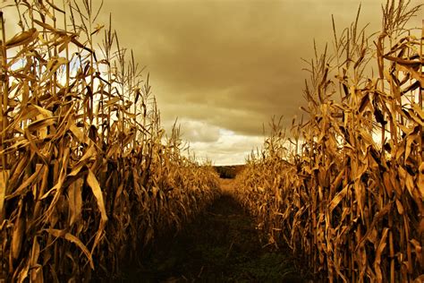 Autumn Fields of Corn | AdventurePix | Share Photos