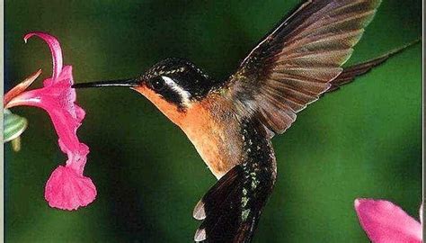 How to Make Hummingbird Nectar | Sciencing