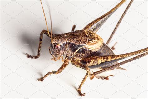 Large brown grasshopper locust close stock photo containing grasshopper and | High-Quality ...