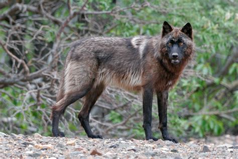 Wolf | Denali National Park, Alaska. | Ron Niebrugge Photography