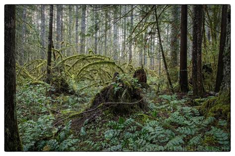 Winter in Lowland Washington - Landscape & Rural Photos - Steve's Photoblog