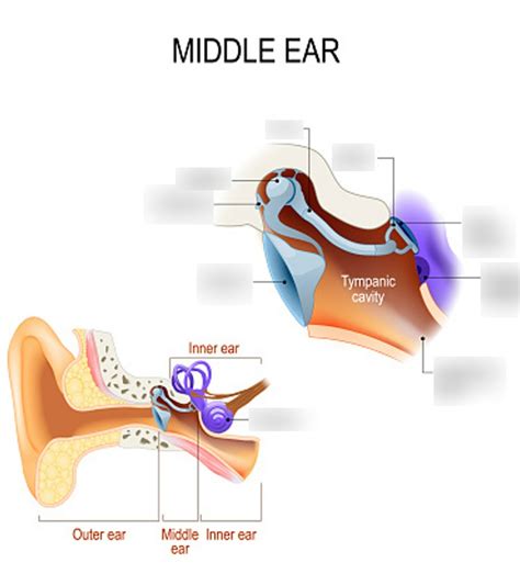 Ear Ossicles Diagram | Quizlet