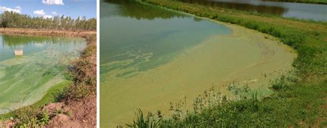 Use of copper sulfate in fish and shrimp ponds - Responsible Seafood Advocate