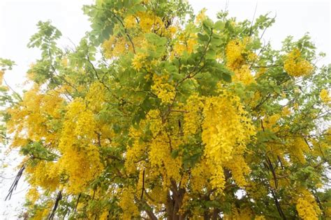 6 Interesting Laburnum Tree Varieties | Horticulture.co.uk