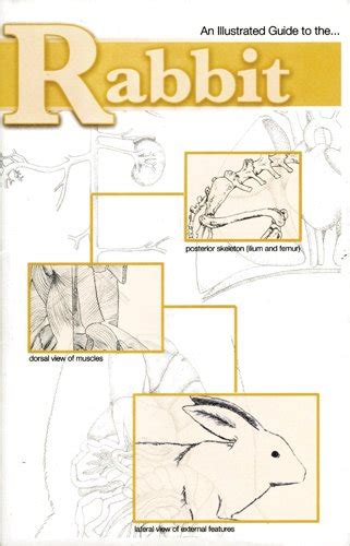 Rabbit Dissection Guide | Flinn Scientific