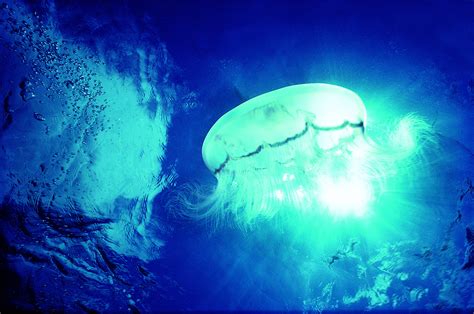 Jellyfish Underwater HD Wallpapers | HD Nature Wallpapers